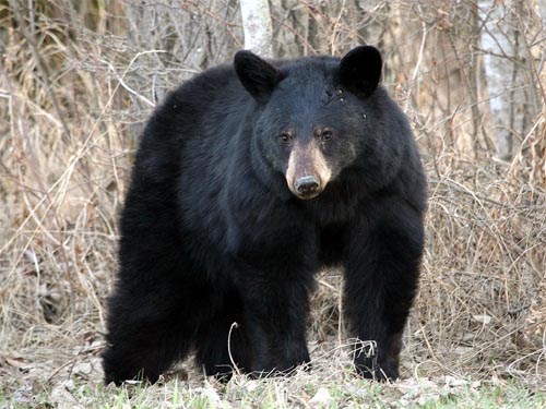 Adult American black bear in the park.