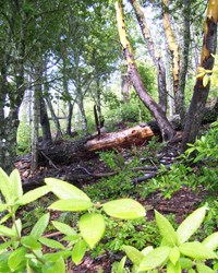 The old growth trail. The old growth trail.
