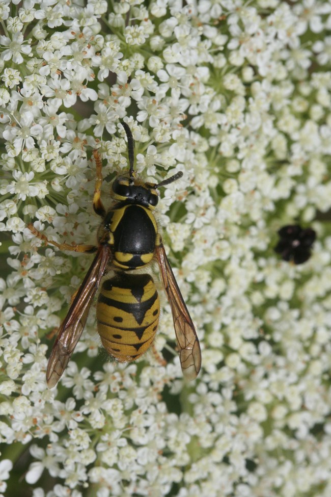 yellow jacket wasp on flower