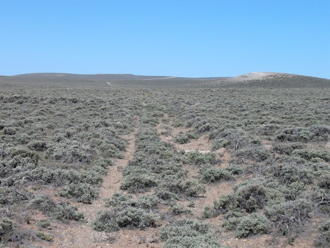 Two ruts lead out through a high desert plain, with small shrubs and blue sky.