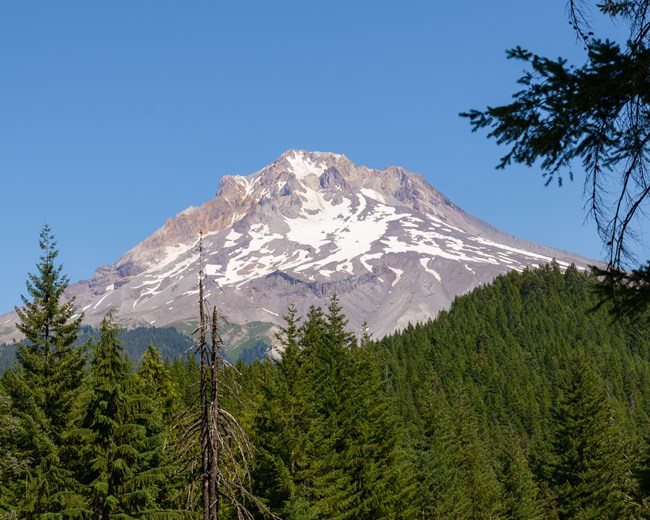 A prominent mountain top pokes out from a thick forest of conifer trees. The mountain is mostly exposed, except for some dusting of snow.