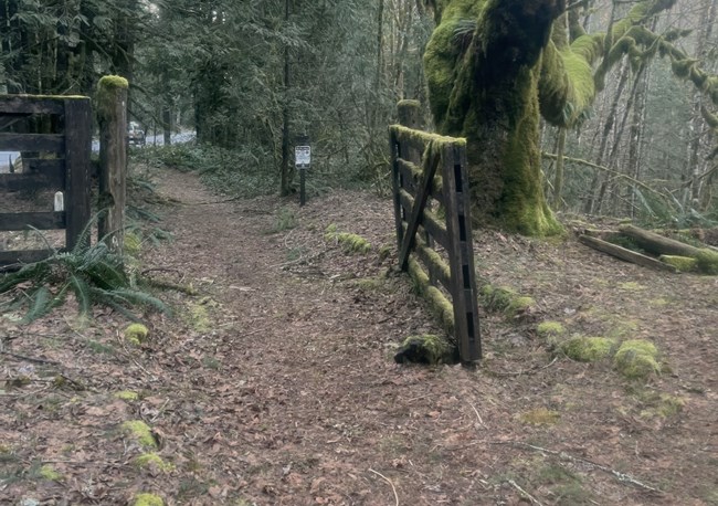 A wooden split-rail gate, covered in thick green moss, hangs open. A large trunked tree, covered in moss, sits to the right of the open gate in a thick temperate rainforest.