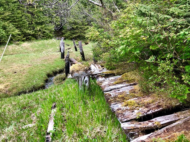 Rotting boardwalk near a stream.