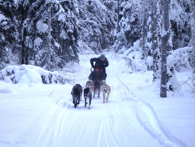Sled-dogs on trail. Sled-dogs on trail.