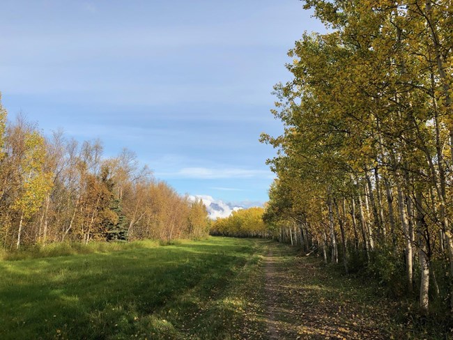 An access trail that heads straight with fall colors.