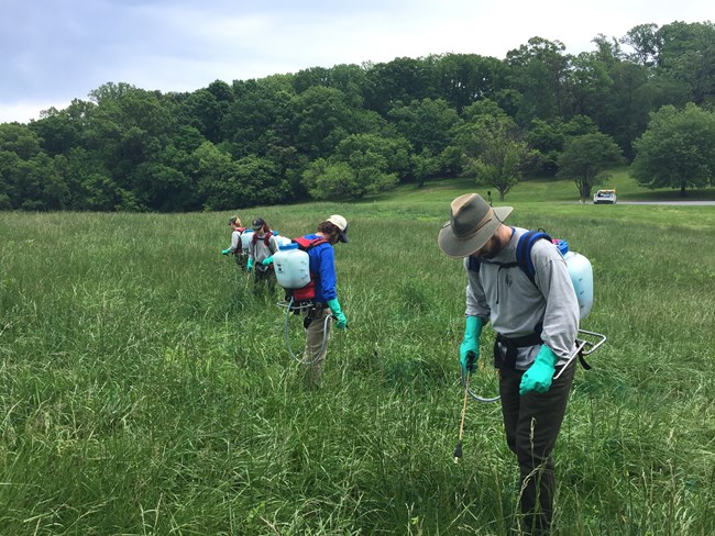 Four people with backpack sprayers treat invasive plants in a large green and open meadow.