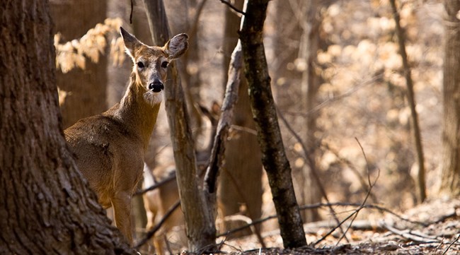 A white-tailed deer peeks out from behind a tree in an autumn forest.