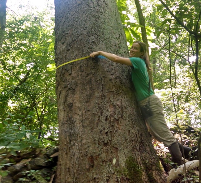 A woman leans against a large tree to measure its girth.