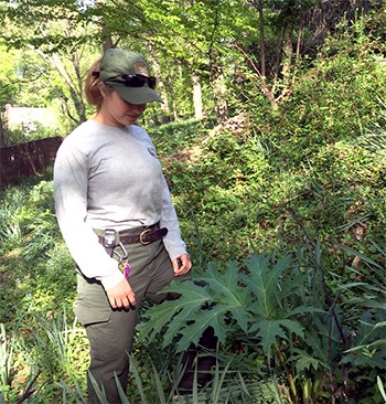 Exotic Plant Management Team Exotic Plant Management Team leader examines an invasive plant