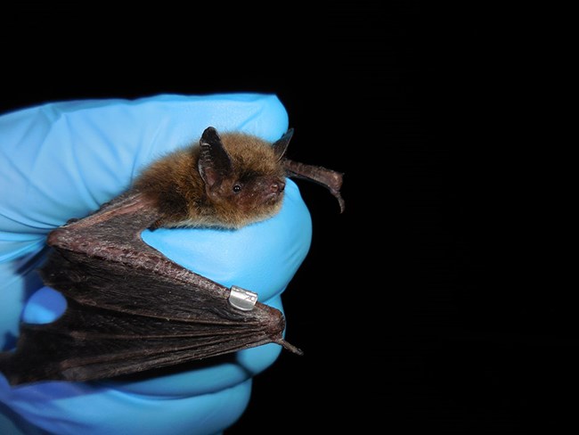 Northern long-eared bat A golden brown bat is held in a blue-gloved hand.