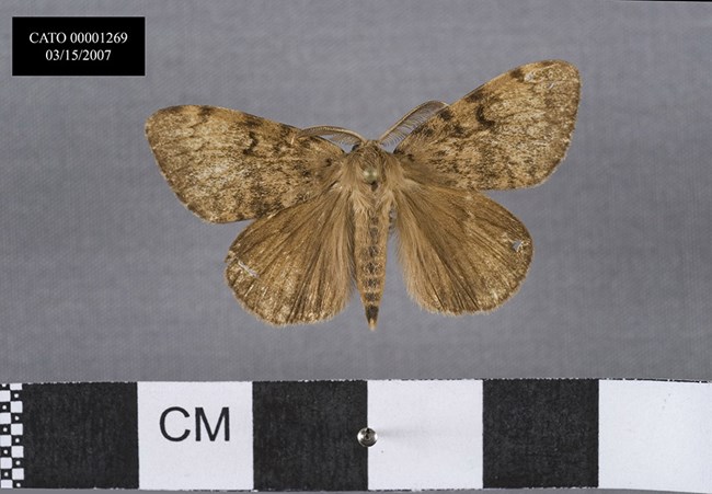 Gypsy moth a tan colored gypsy moth pinned and mounted next to a centimeter rule.