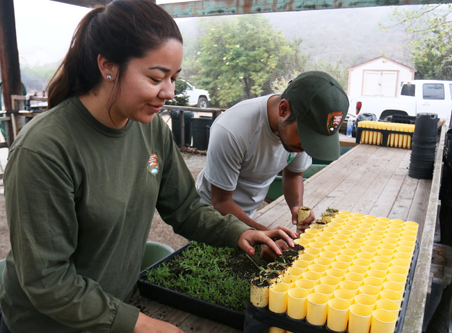 Two people wearing National Park Service attire plant seedlings in a tray.