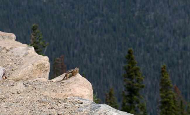 Golden-mantled ground squirrel peers over its shoulder from a cliff drop off A chipmunk looks back from a ledge, seeming to say "hello!".