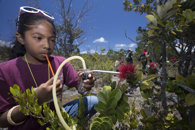 A young girl on a student inventory in Hawai'i Volcanoes National Park, looking at flower species A young girl on a student inventory in Hawai'i Volcanoes National Park, looking at flower species
