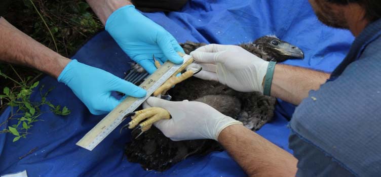A young eagle gets his talon measurements done by gloved veterinarians A young eagle gets his talon measurements done by gloved veterinarians