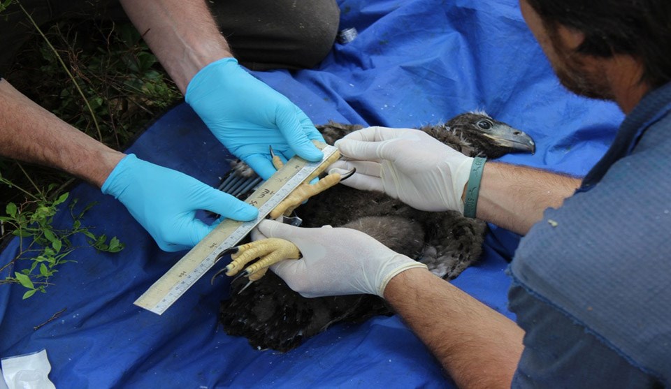 A young eagle gets his talon measurements done by gloved veterinarians