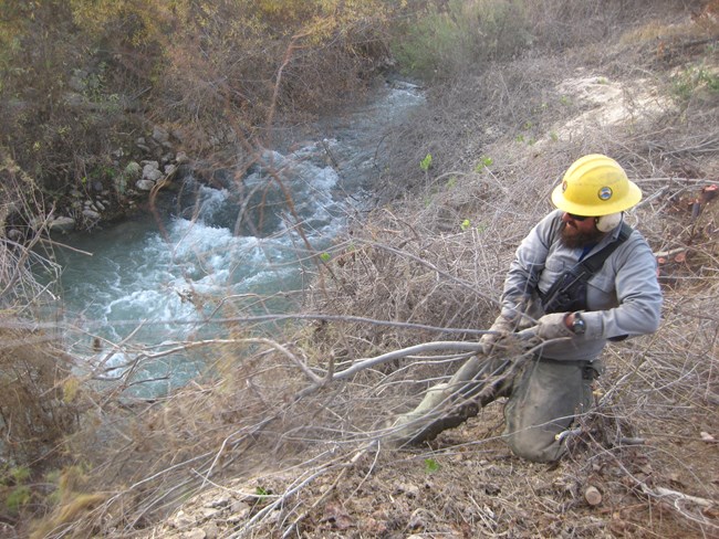 Exotic Plant Management Team member pulls an invasive plant from the banks of Lake Mead Exotic Plant Management Team member pulls an invasive plant from the banks of Lake Mead