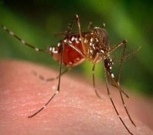 A close up of a mosquito on a persons body, filled with bright red blood