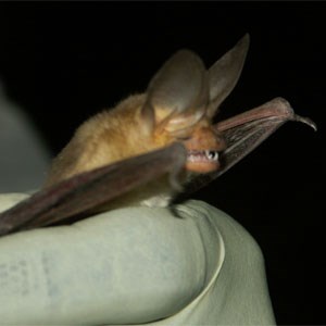 A big eared bat with little white fangs in a persons gloved hand