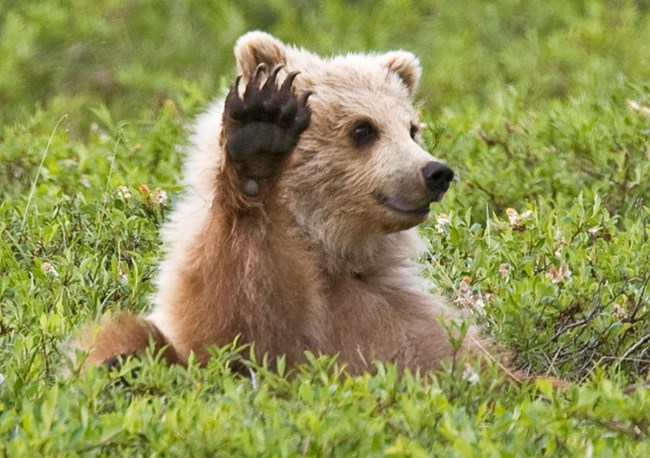 Caught mid-flail, this cub looks like it is waving at somebody