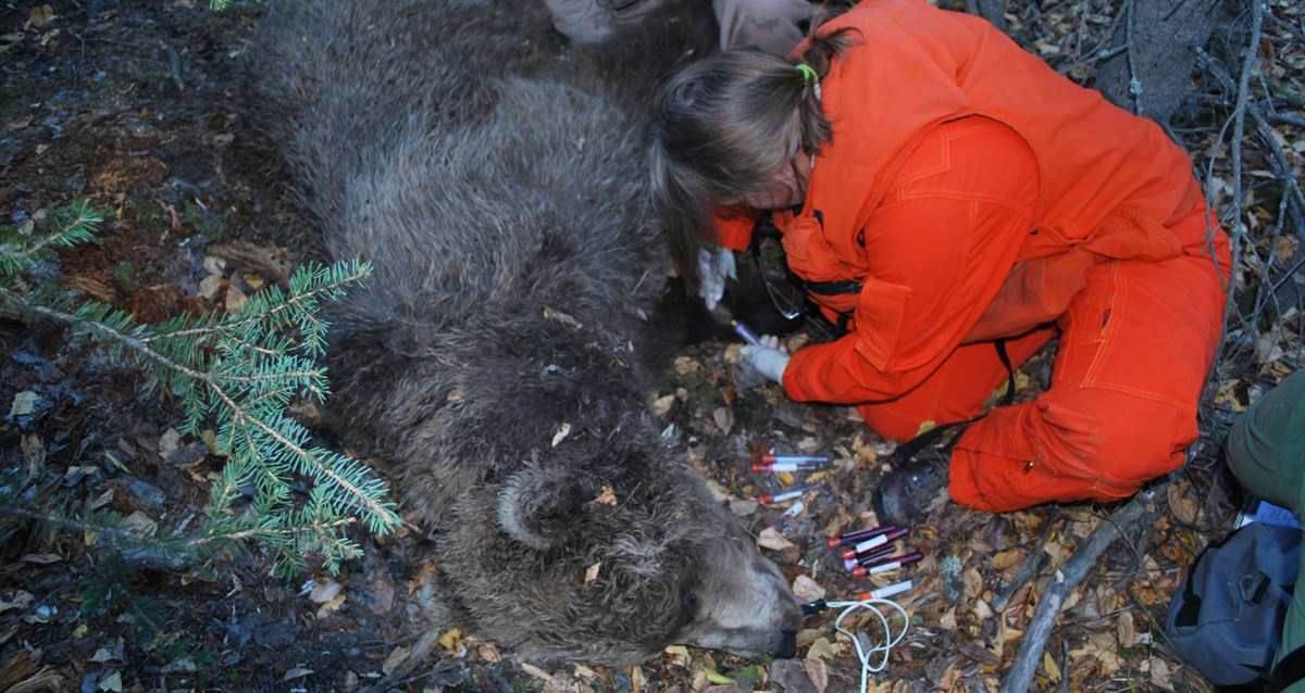 A wildlife veterinarian takes blood samples from a sedated grizzly bear