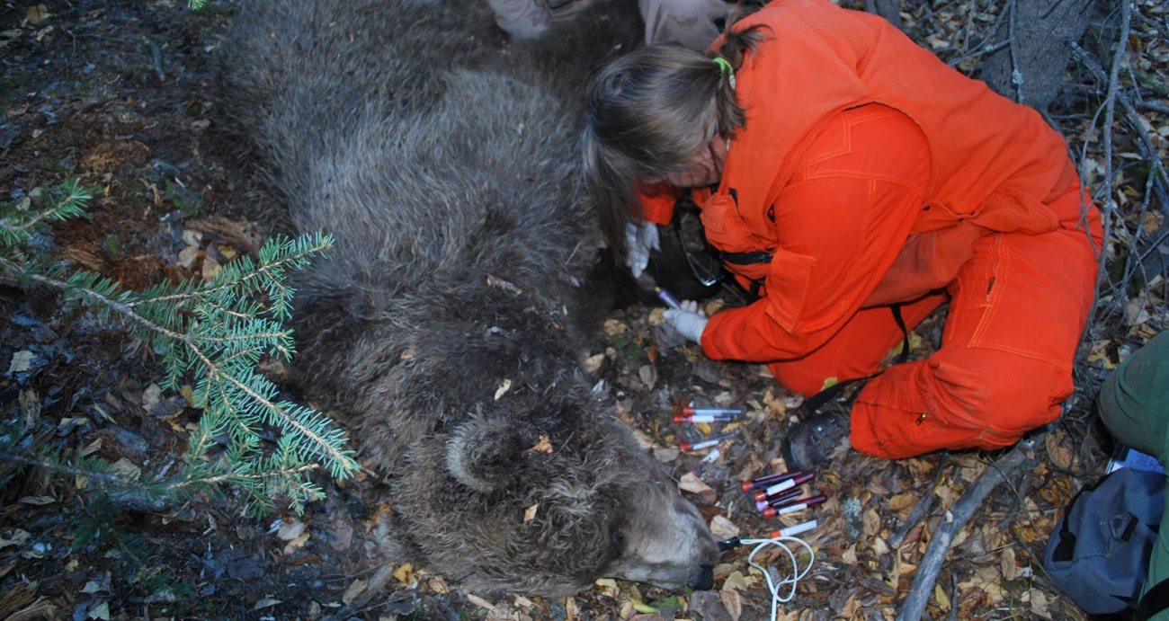 A wildlife veterinarian takes blood samples from a sedated grizzly bear A wildlife veterinarian takes blood samples from a sedated grizzly bear