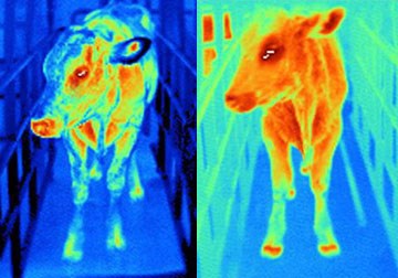 An infared image of a two cows, one with foot and mouth disease shown as glowing bright red with more heat
