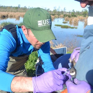 A USGS employee examines a goose