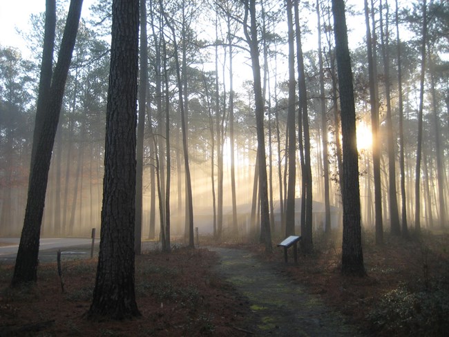 Great Dismal Swamp Sun shines through tree trunks and graces a pathway.