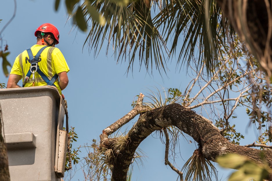 NPS crewmember up in a crane bucket reviews damage to a tree
