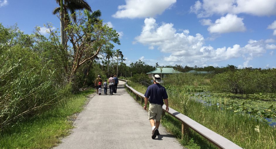 Everglades National Park - Anhinga Trail – open after Hurricane Irma People on a paved trail through a green landscape with blue sky and clouds