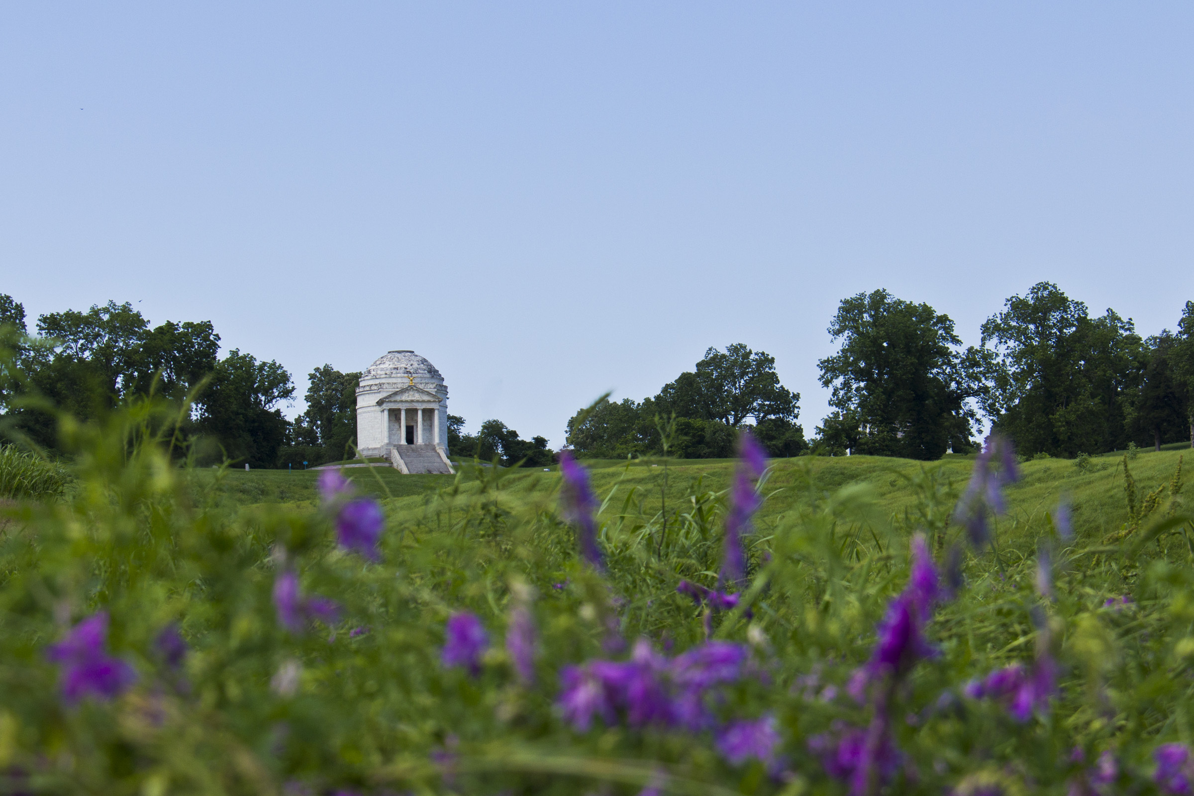 Tree lined green fields with a white building in the background, small purple flowers in the foreground