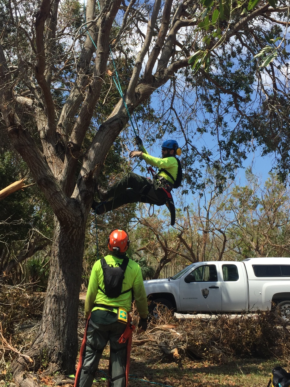 Two NPS crewmembers working on a tree
