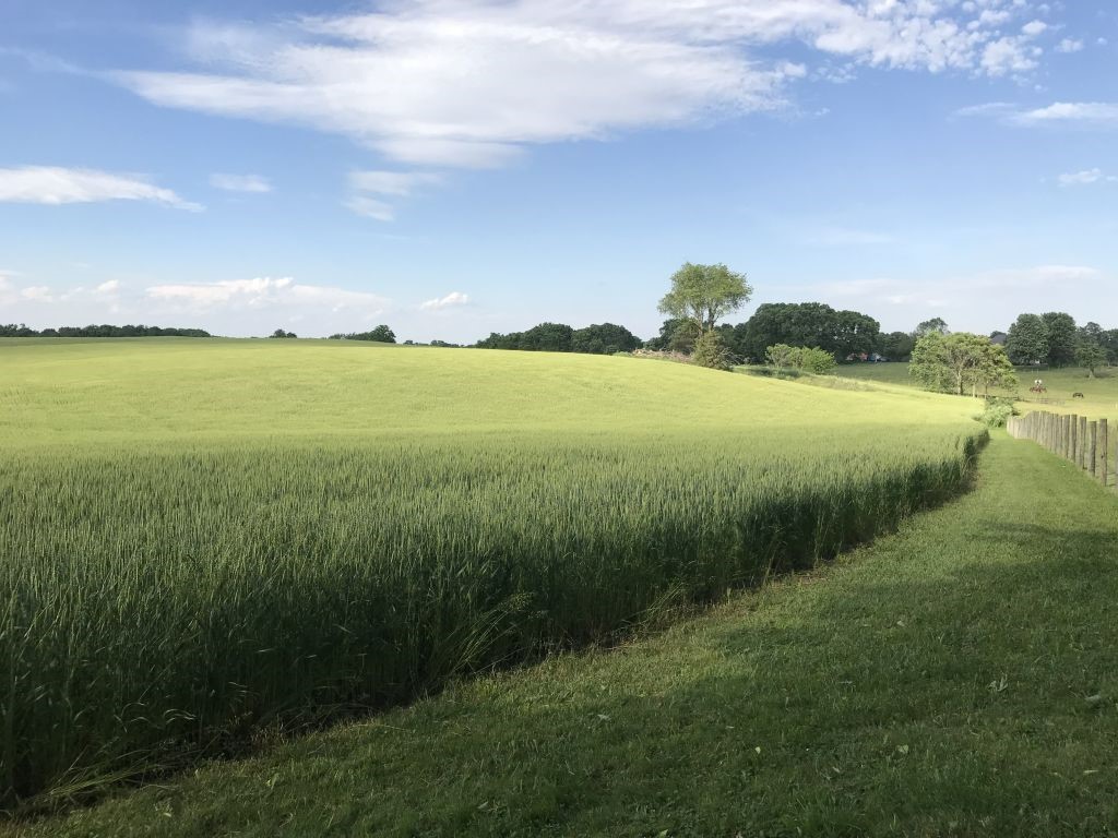 Rolling farm land of yellow-green grain with a sweeping mowed pathway leads to a dark green tree line  at the horizon with white clouds dotting blue skies above.