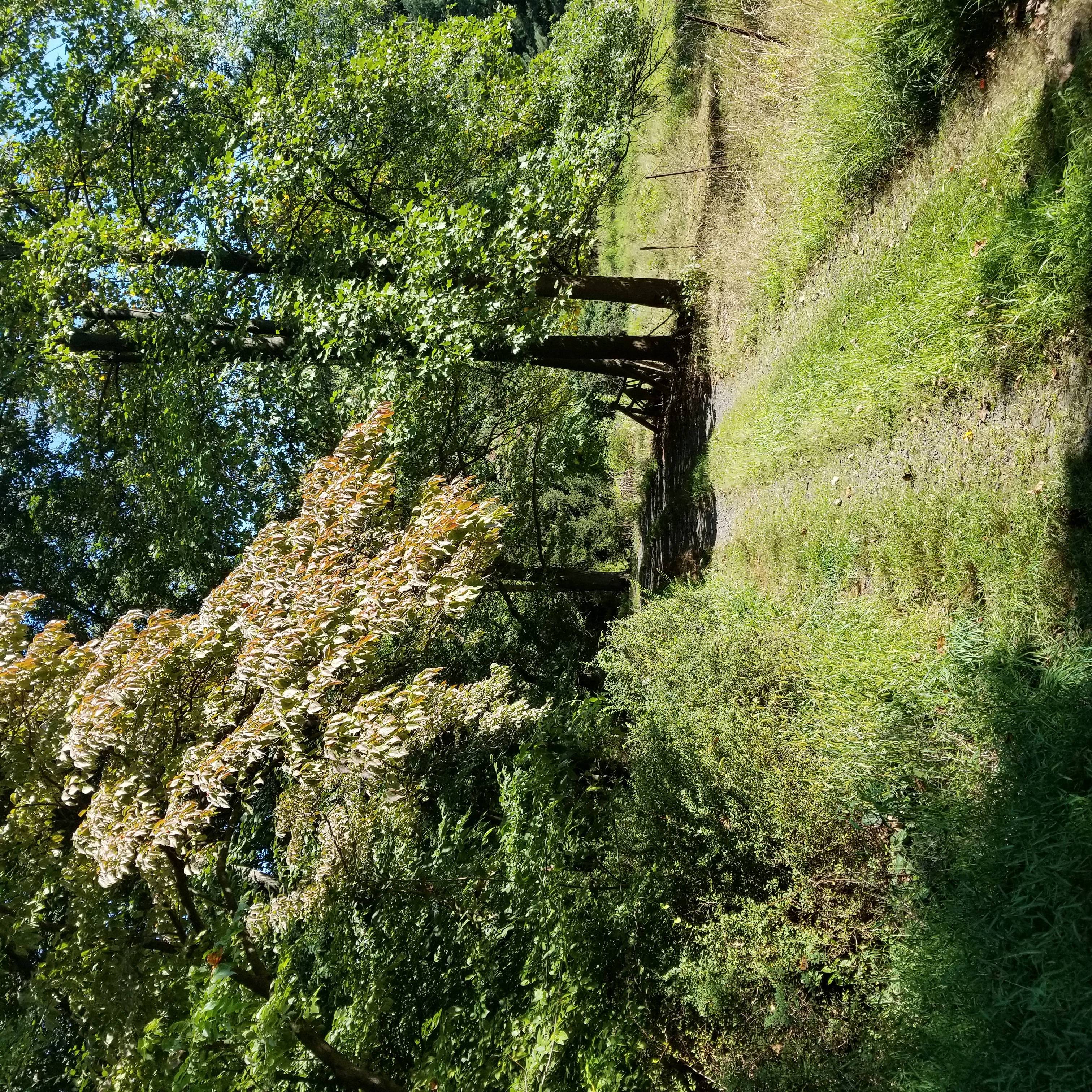 A grassy road lined with lush trees.