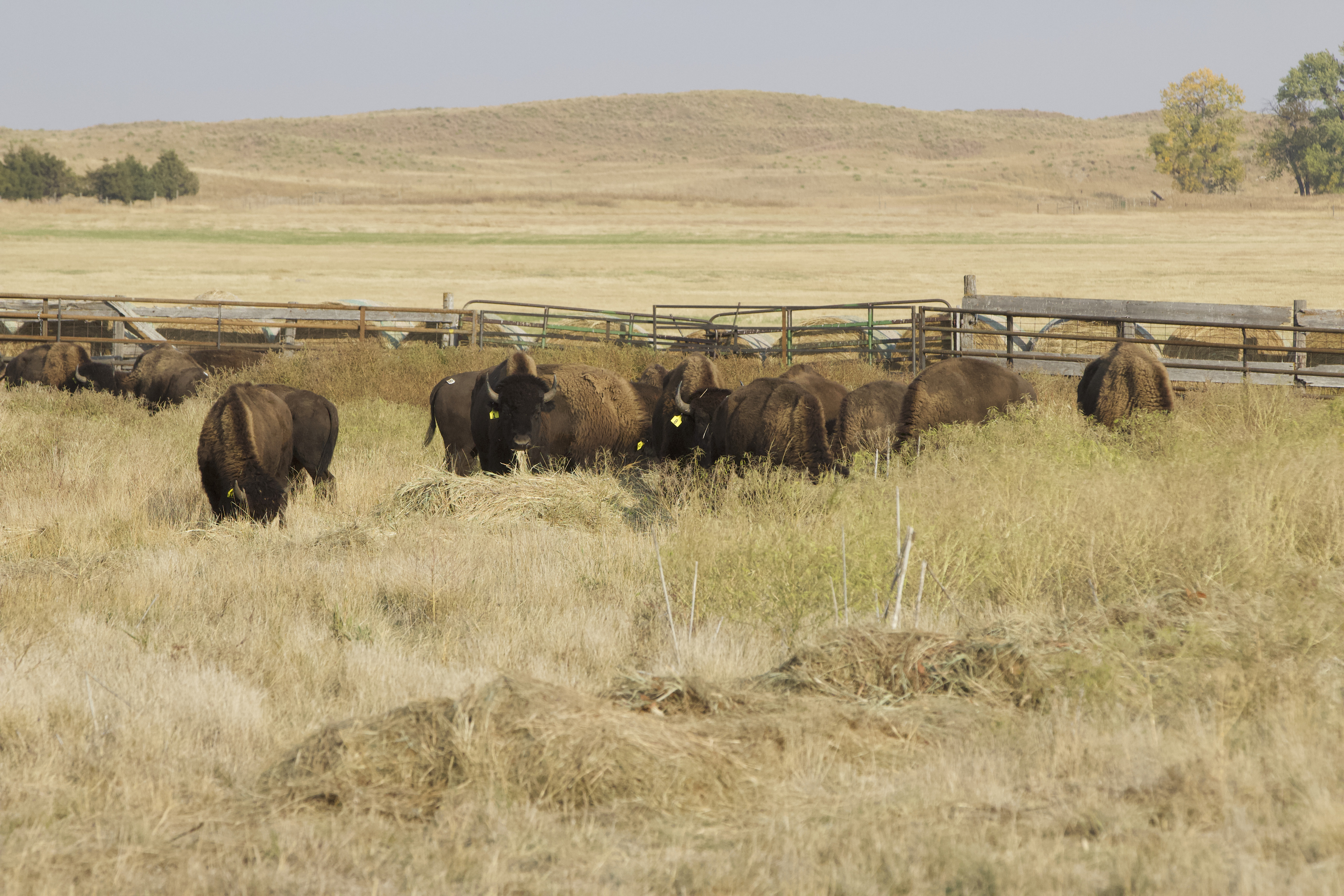 A herd of bison walking across a dry grass field. Past a fence enclosing the bison lays an extensive grassy landscape dotted with trees.