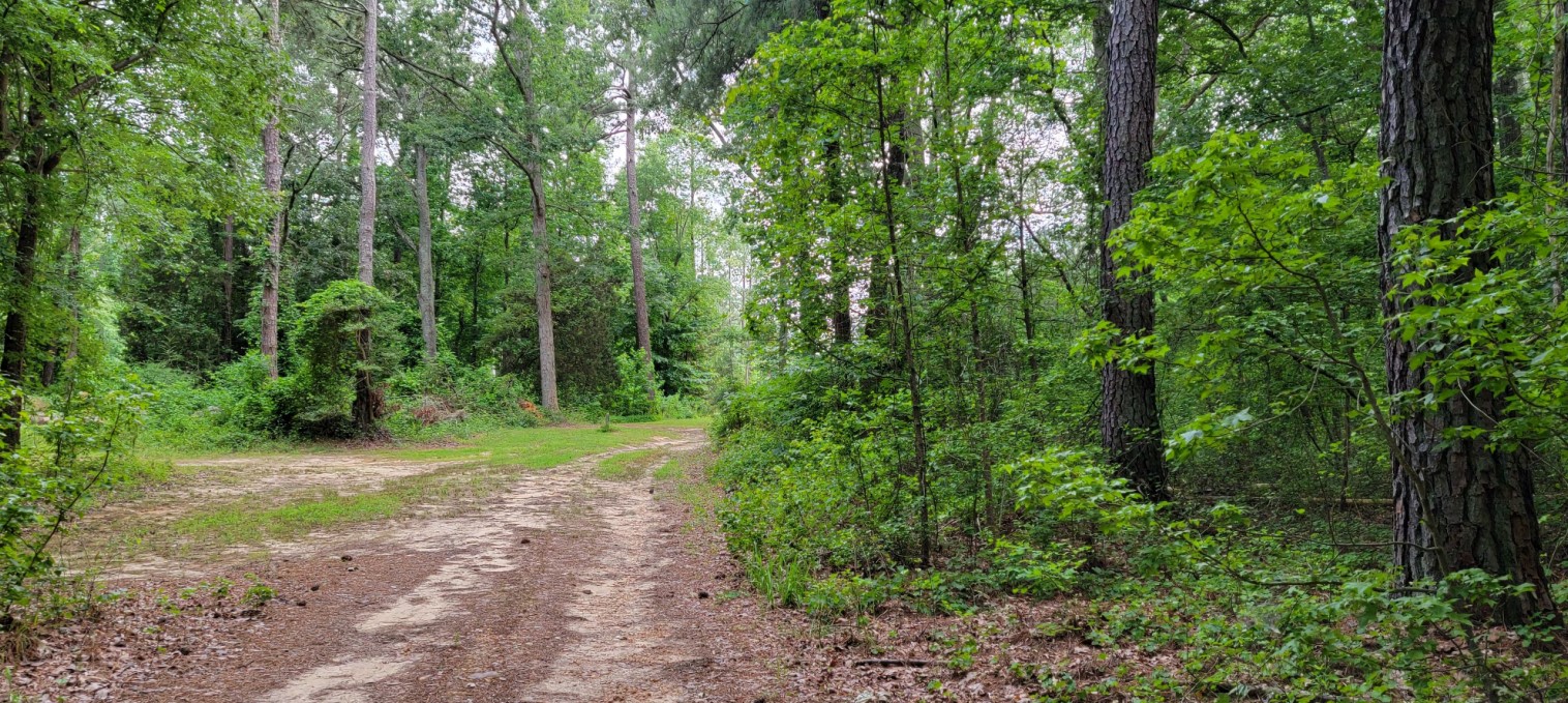 Camp Holly Trees and a trail in a forest.