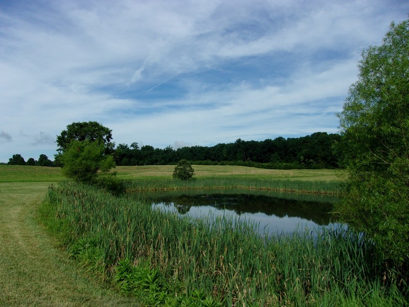 A pond surrounded by tall grass and a couple of trees in a large, wide open field of grass.