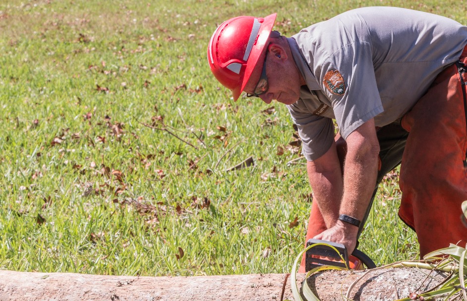 NPS crewmember uses a chainsaw to cut a downed tree into pieces