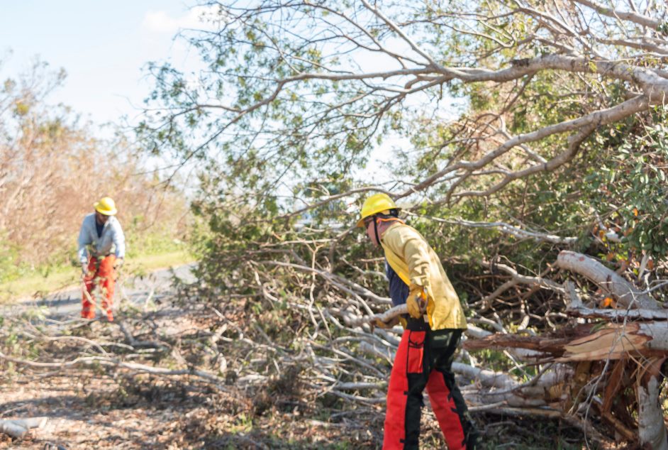 crew members clearing downed trees from a park roadway