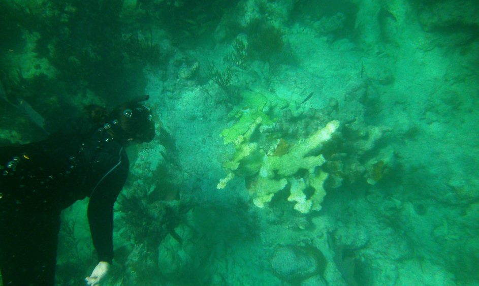 An underwater SCUBA diver in a black diving suit examines a coral formation in green-blue water.