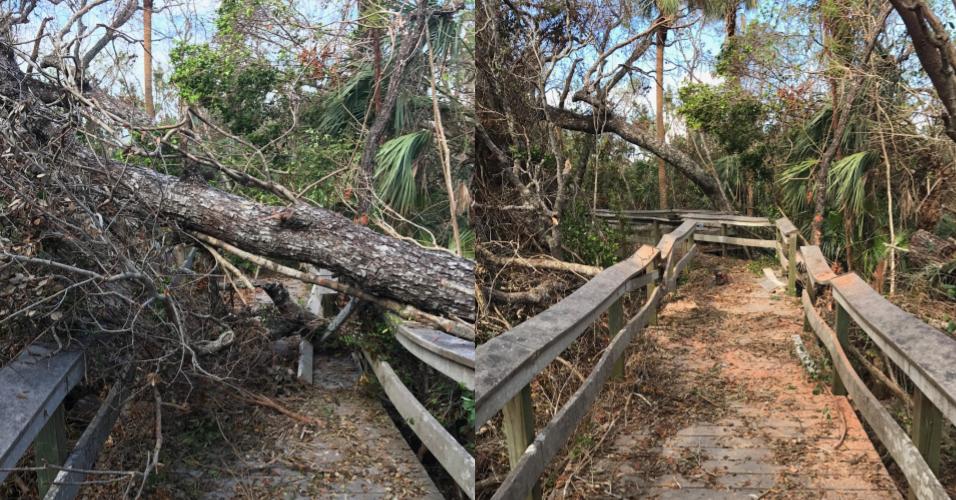 Side-by-side images of a boardwalk trail, one with trees laying across the rails and one with the trees cleared