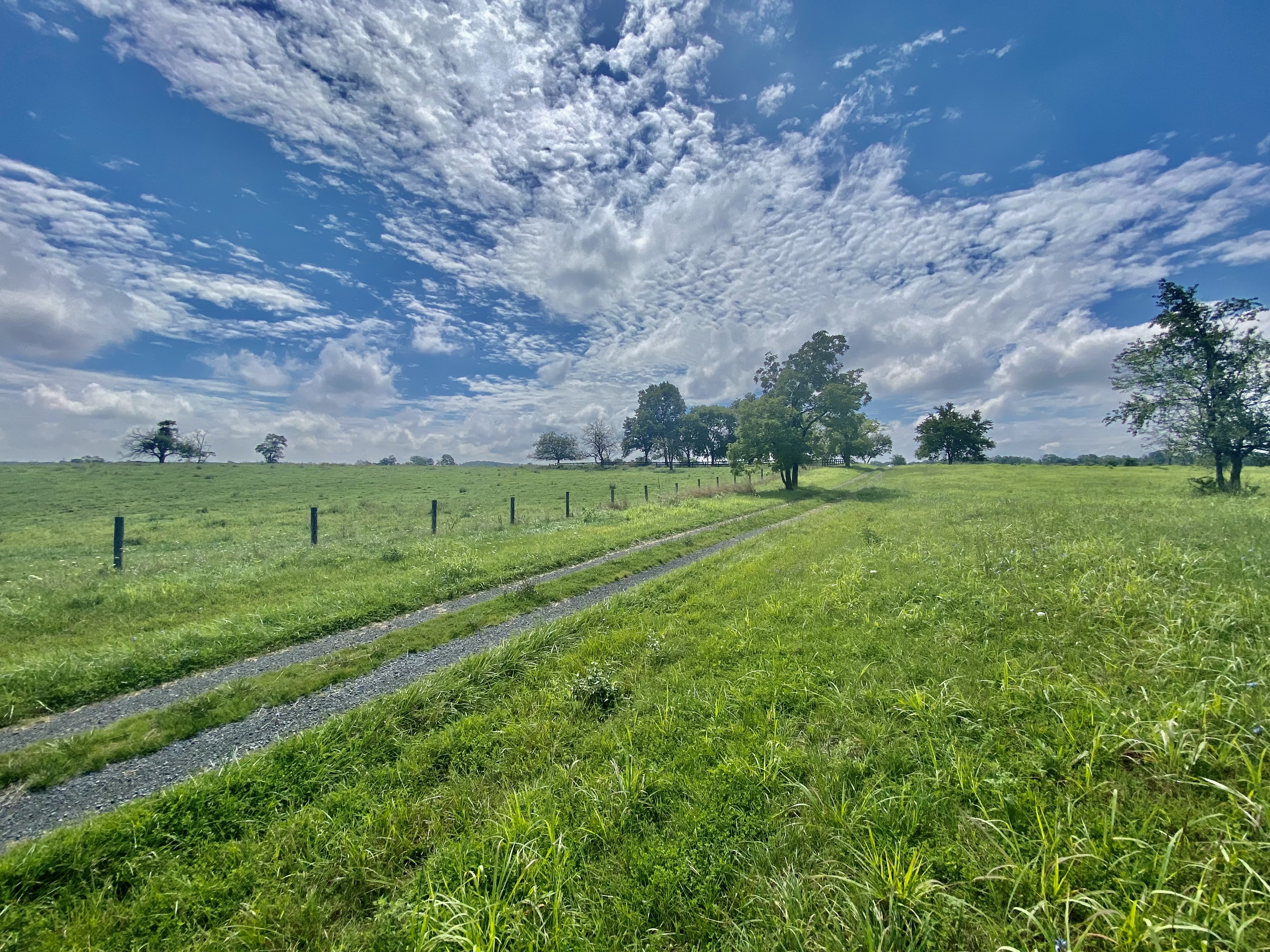 A grassy field with a dirt road running from bottom left toward upper right.