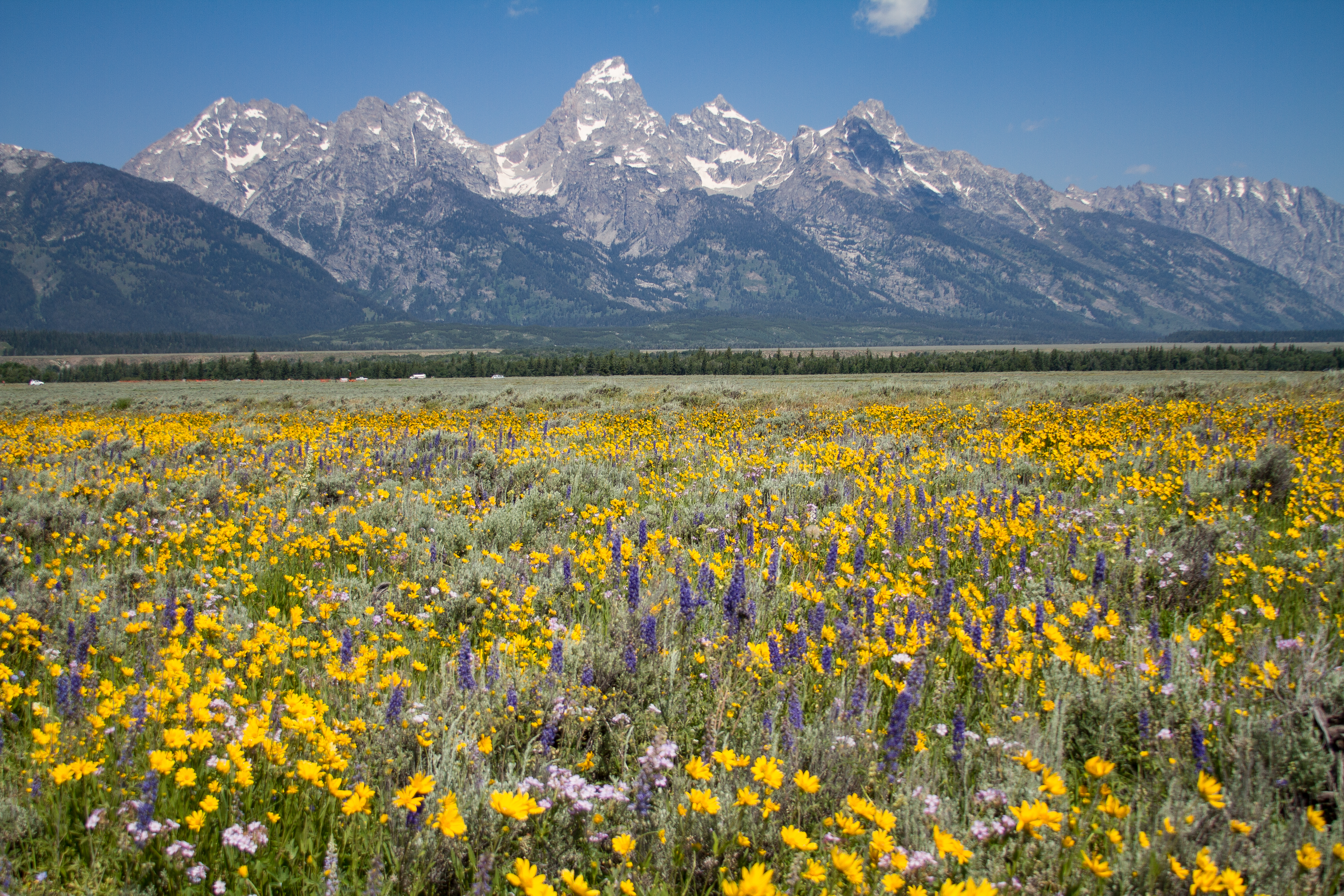 A field of flowers stands before a mountain range.
