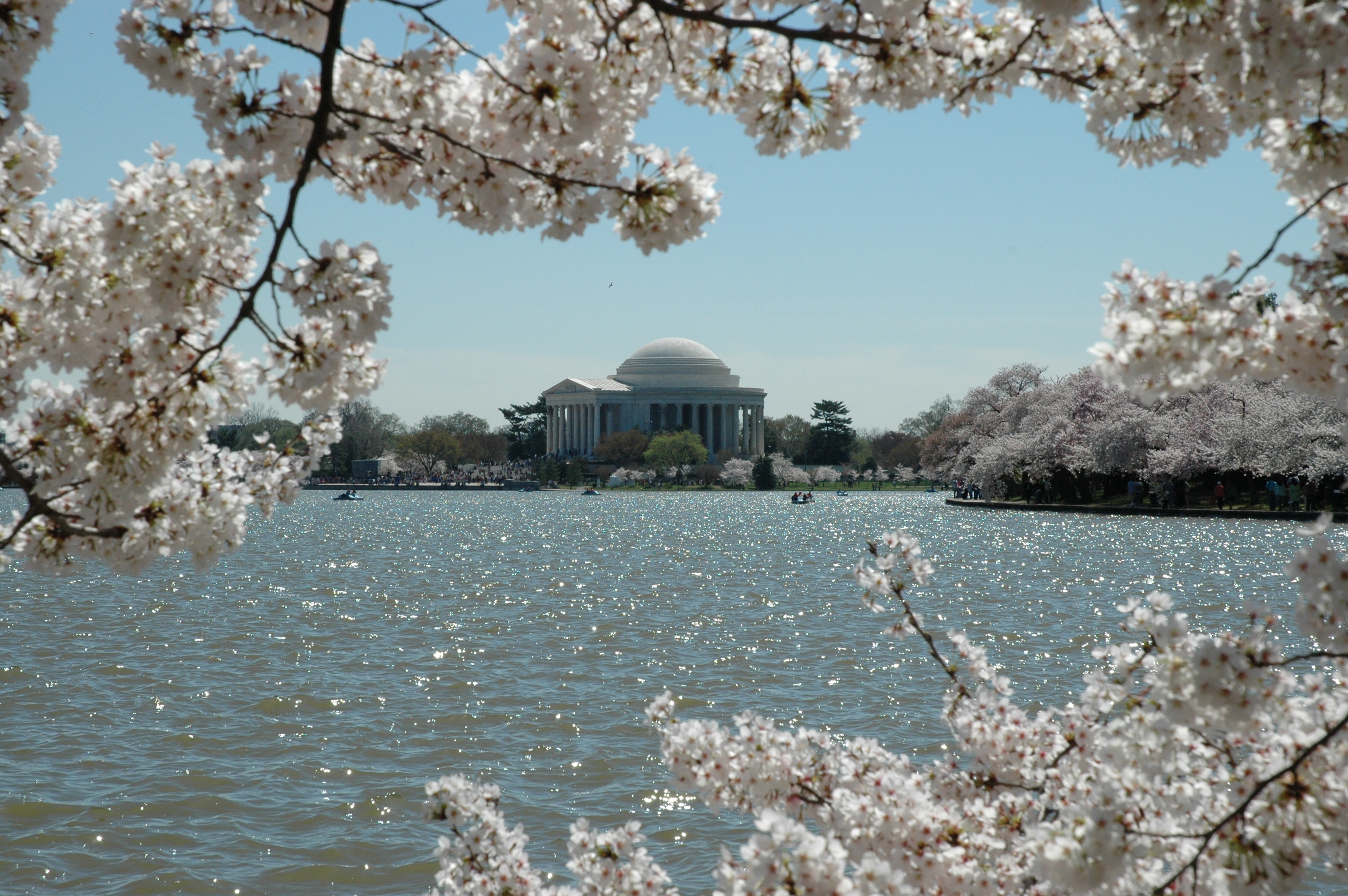 Thomas Jefferson Memorial framed by cherry blossoms