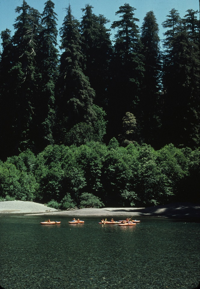 Kayakers on Smith River beneath Stout Grove.