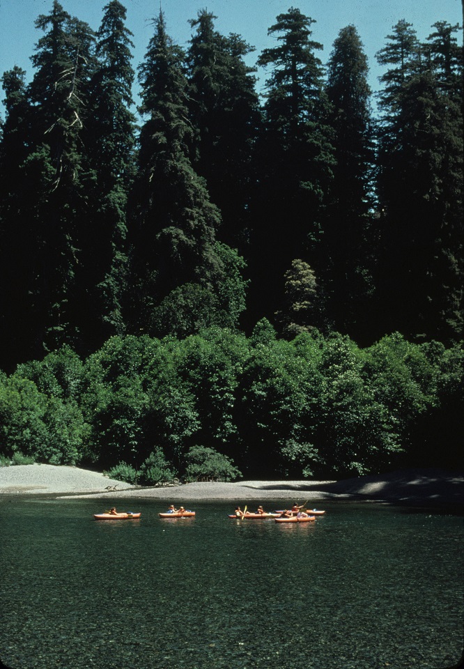 Redwood National and State Parks Kayakers on Smith River beneath Stout Grove.