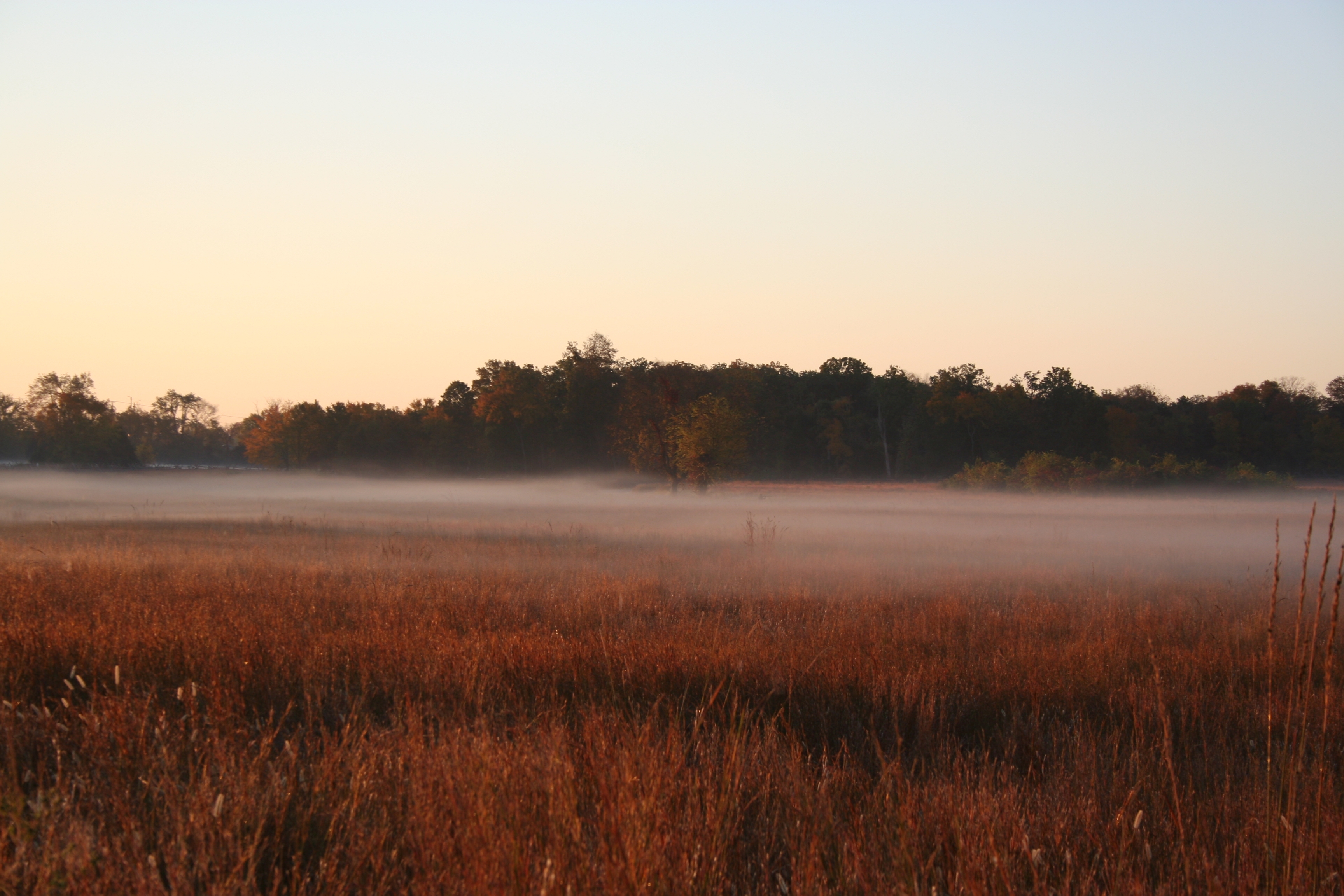 A fog covered landscape with trees and grasses