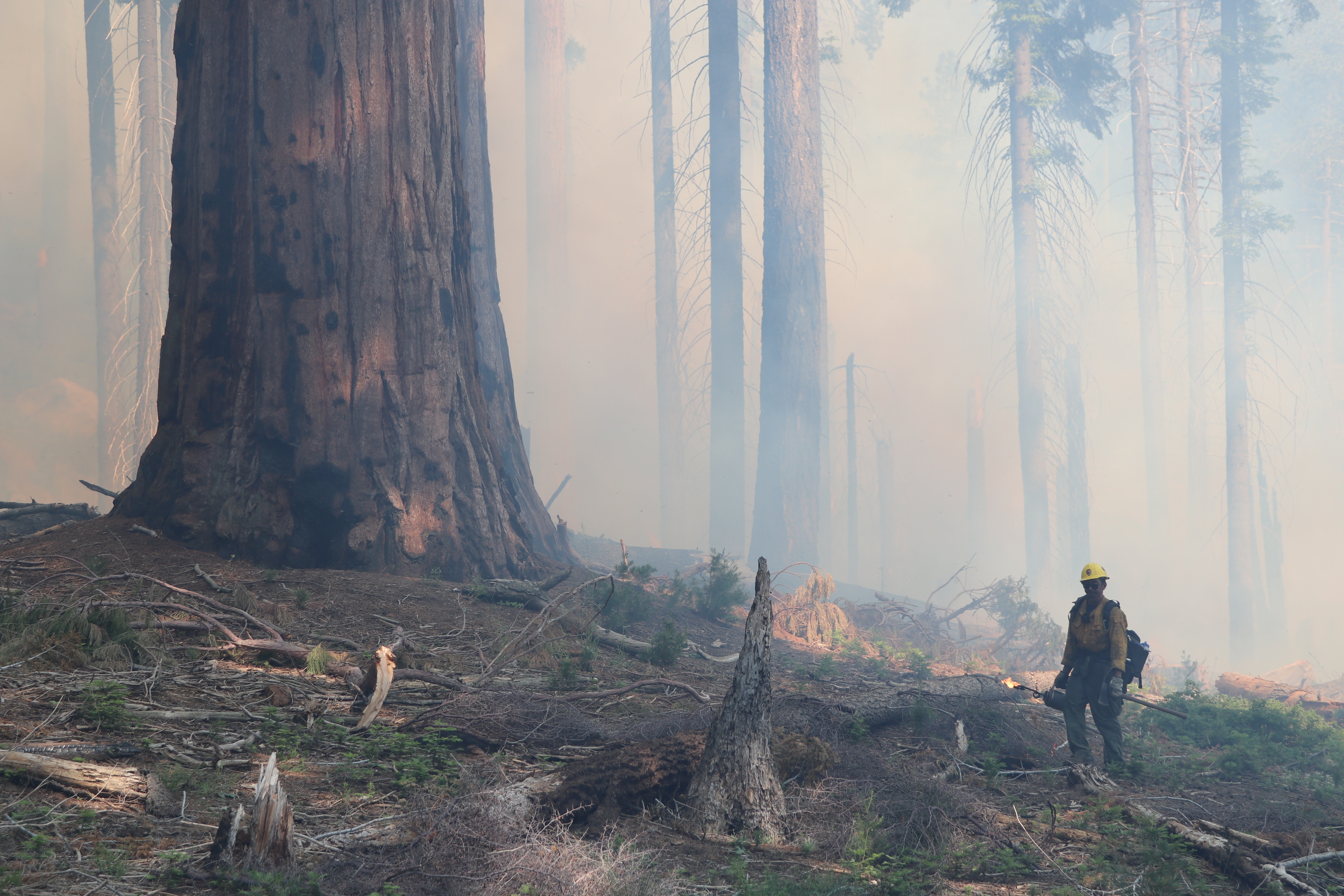 Fire manager stands beneath towering sequoia trees during a prescribed burn