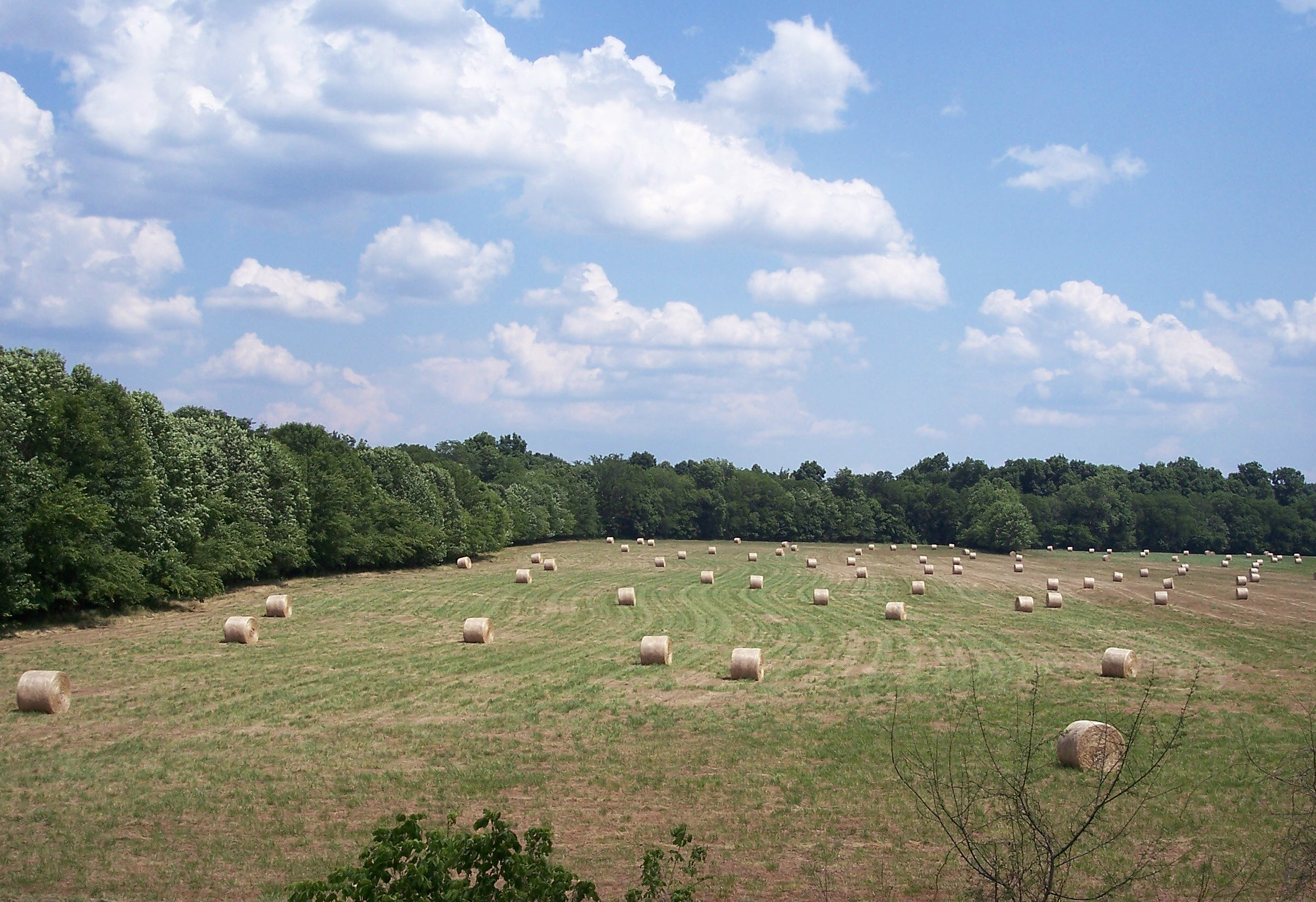 Bales of hay line a large open field on a sunny day.